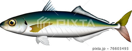 ムロアジ イラストのイラスト素材