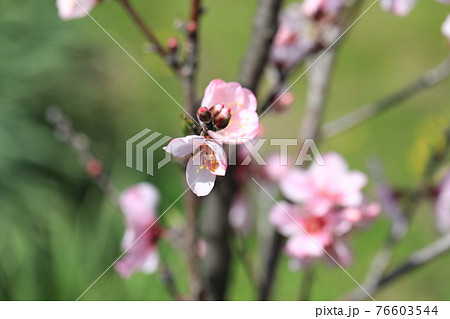 アーモンドの花 76603544