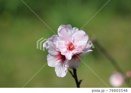 アーモンドの花 アーモンドの花 76603546