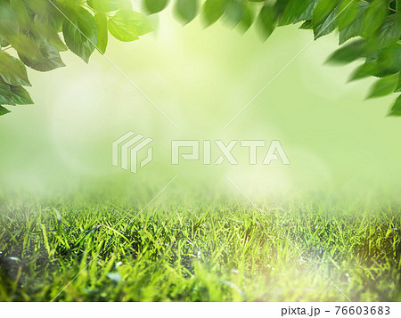 さわやかな緑と木漏れ日の背景 複数のバリエーションがありますのイラスト素材