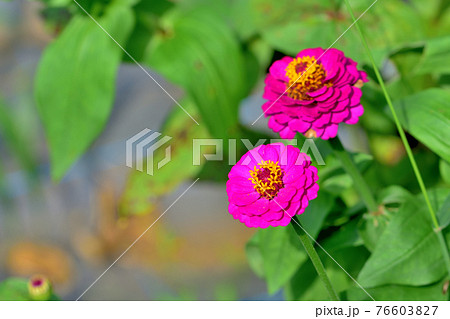 追分市民の森ジニア（百日草） 76603827