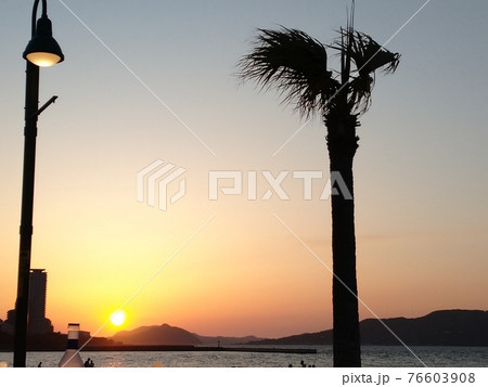 ヤシの木と夕日 76603908