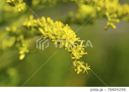 セイタカアワダチソウの黄色い小花が可愛いの写真素材
