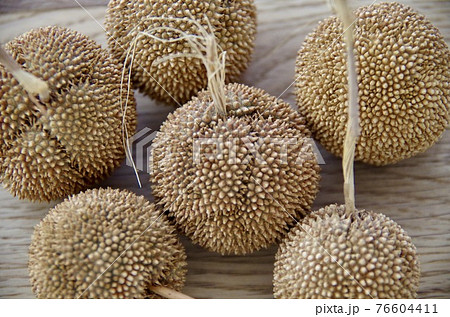 たくさんのプラタナスの実 76604411