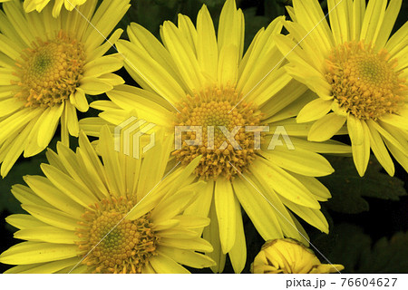 黄色の花弁の模様が和柄で可愛い 黄色の花弁の模様が和柄で可愛い 76604627