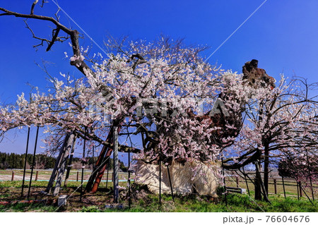千歳桜 千歳桜 76604676