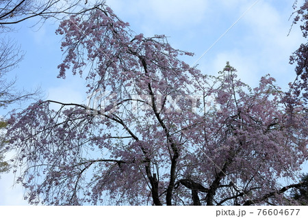 八王子綾南公園の桜 76604677