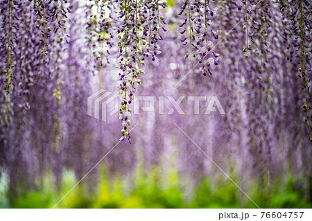 雨降る古代の森に咲き乱れる春の花藤の絶景 76604757