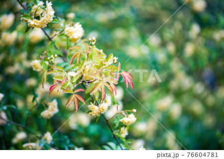雨降る古代の森に咲き乱れる春の花藤の絶景 76604781