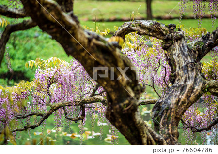雨降る古代の森に咲き乱れる春の花藤の絶景 76604786