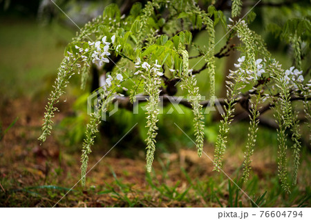 雨降る古代の森に咲き乱れる春の花藤の絶景 76604794