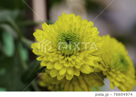 緑の小菊の花弁のグラデーションが素敵 緑の小菊の花弁のグラデーションが素敵 76604974