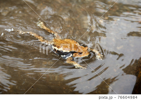 清流を泳ぐヒキガエルの写真素材