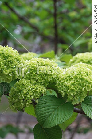 色付く前のオオデマリの花 色付く前のオオデマリの花 76605004