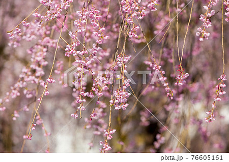 秋田県 角館の桜 武家屋敷通り 秋田県 角館の桜 武家屋敷通り 76605161