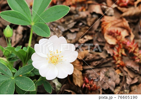 初めて会った花 ユキシロキンバイ 雪白金梅 の写真素材