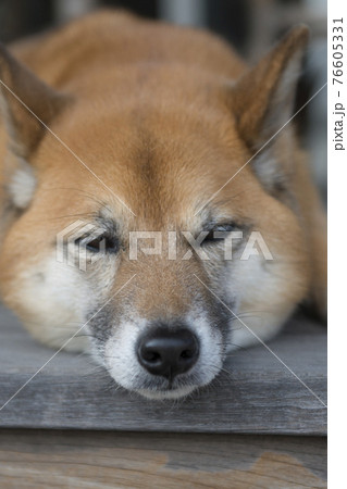 ウトウトする和犬 ウトウトする和犬 76605331