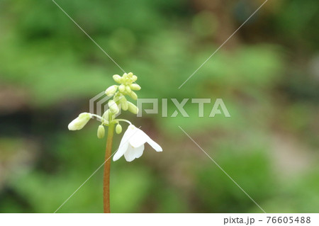 この小さな白い花はオサバグサ 筬葉草 の写真素材