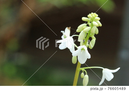 この小さな白い花はオサバグサ 筬葉草 の写真素材