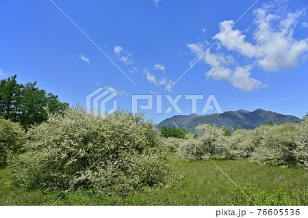 戦場ヶ原に花咲くズミの木々と奥日光の山々に青空と雲の写真素材