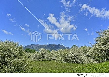 戦場ヶ原に花咲くズミの木々と奥日光の山々に青空と雲 76605537