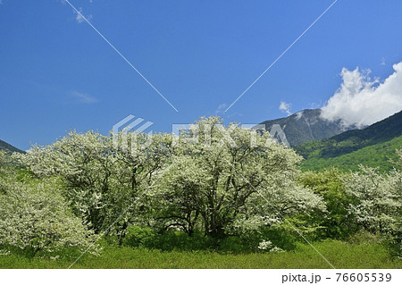 戦場ヶ原に花咲くズミの木々と大真名子山に青空 76605539