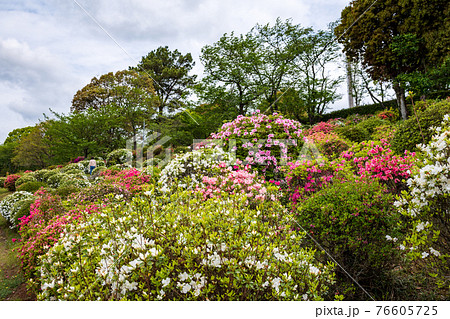 Azaleas blooming in the park of Tabaruzaka... - Stock Photo [76605725] -  PIXTA