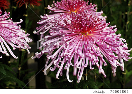 ピンクの管上の細い花弁の模様が個性的で美しい 76605862