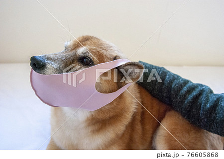 マスクで感染予防する犬 76605868