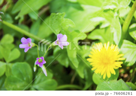 ムラサキカタバミとタンポポ 76606261