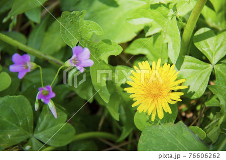 タンポポとムラサキカタバミ 76606262