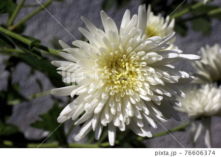 白い中輪ギクの花弁の模様が和柄で可愛いの写真素材