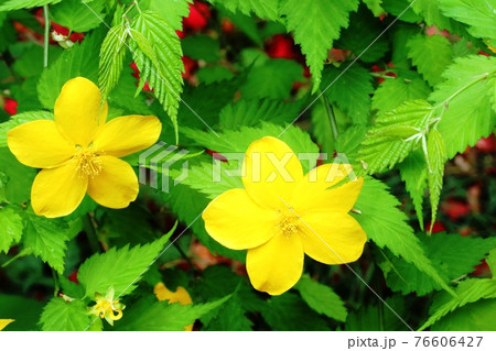 日本kerria Yamabuki 花 花瓣呈亮黃色 照片素材 圖片 圖庫