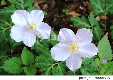花の形が整った五弁花のイチリンソウ（一輪草） 76606515