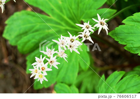 タンチョウソウ 丹頂草 の花が満開です の写真素材