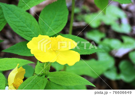 ヤマブキの花に似たヤマブキソウ(山吹草) ヤマブキの花に似たヤマブキソウ(山吹草) 76606649