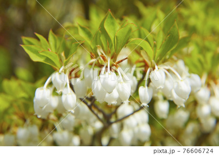 かわいいドウダンツツジ かわいいドウダンツツジ 76606724