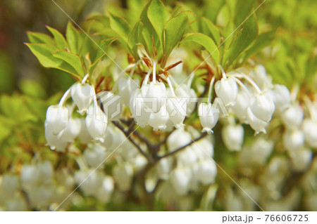 かわいいドウダンツツジ かわいいドウダンツツジ 76606725