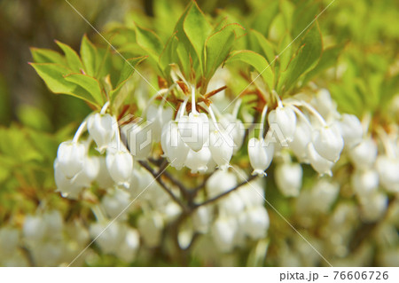 かわいいドウダンツツジ かわいいドウダンツツジ 76606726