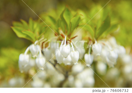 かわいいドウダンツツジ かわいいドウダンツツジ 76606732