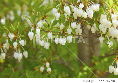 かわいいドウダンツツジ 76606740