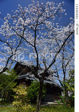 石橋文化センターの桜 76606931