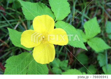 ヤマブキの花に似たヤマブキソウ（山吹草） 76606941