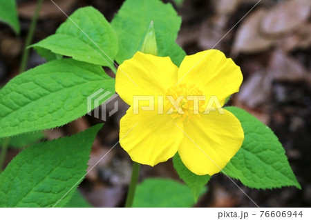 ヤマブキの花に似たヤマブキソウ（山吹草） 76606944