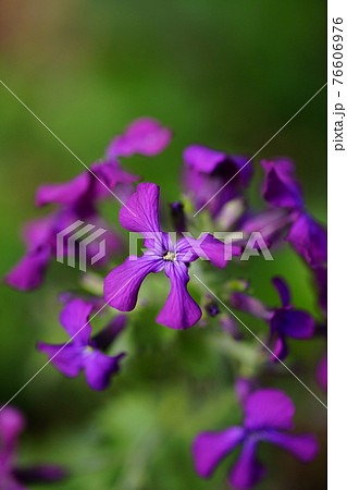 浜大根の花の写真素材