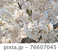 桜③ 76607045