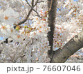 桜④ 76607046