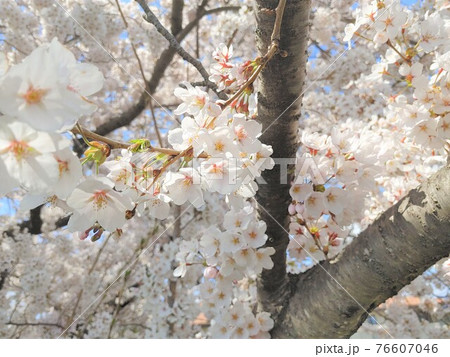 桜④ 76607046