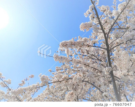桜⑤ 76607047