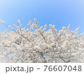 桜⑥ 76607048